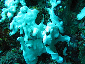 Camouflaged white Frogfish at Kirby's Rock, Anilao, Phili... by Ed P. Garcia 